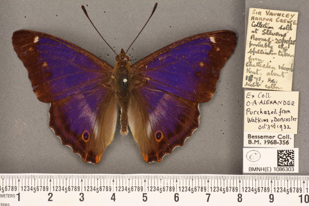 Apatura iris iole male (aberration) 03 [Internet image property of respective owner, non commercial use only]